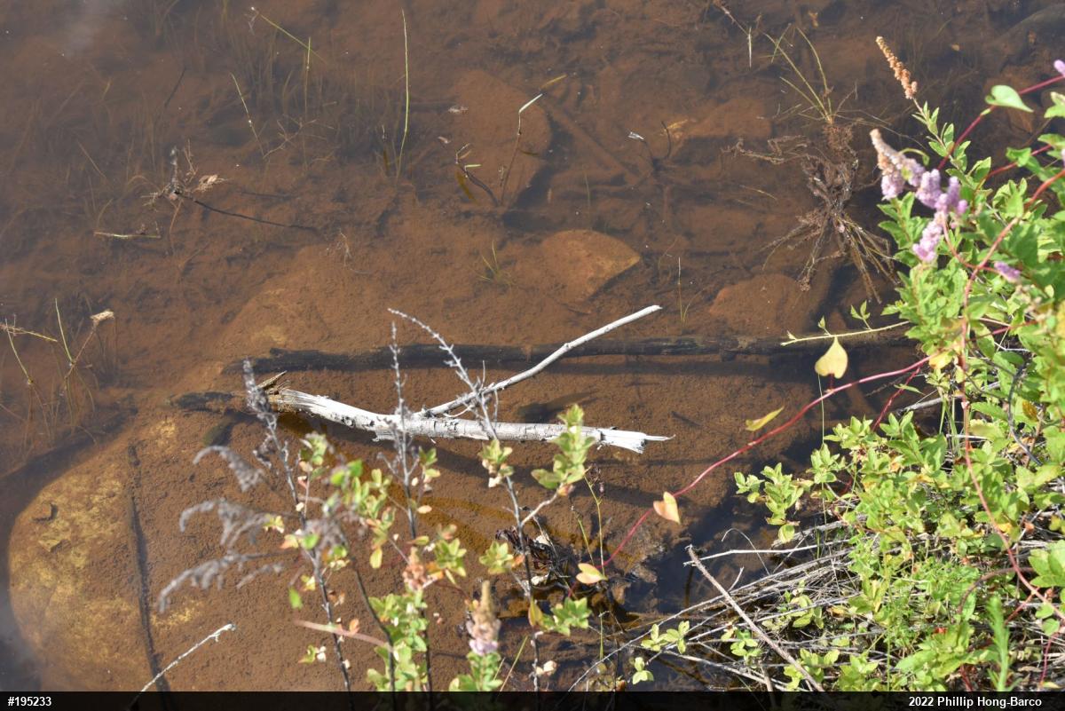 American Bullfrog