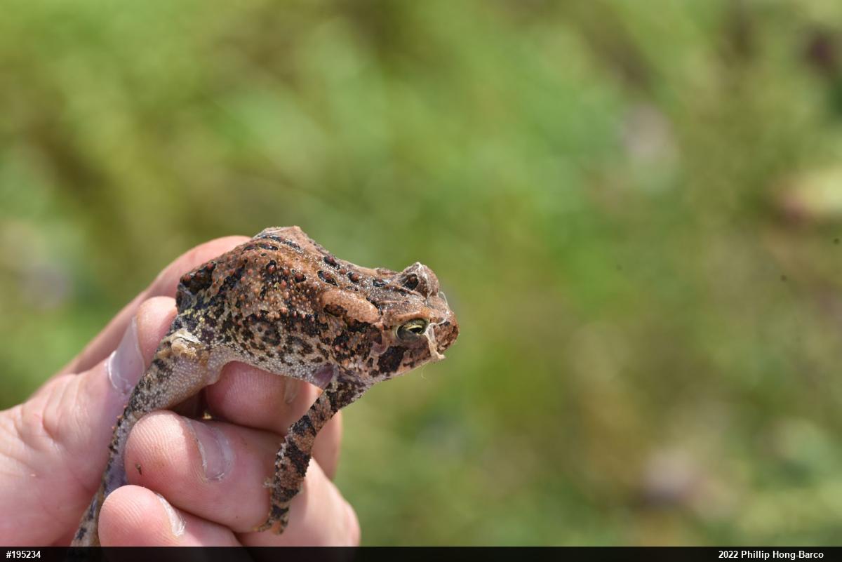 Eastern American Toad