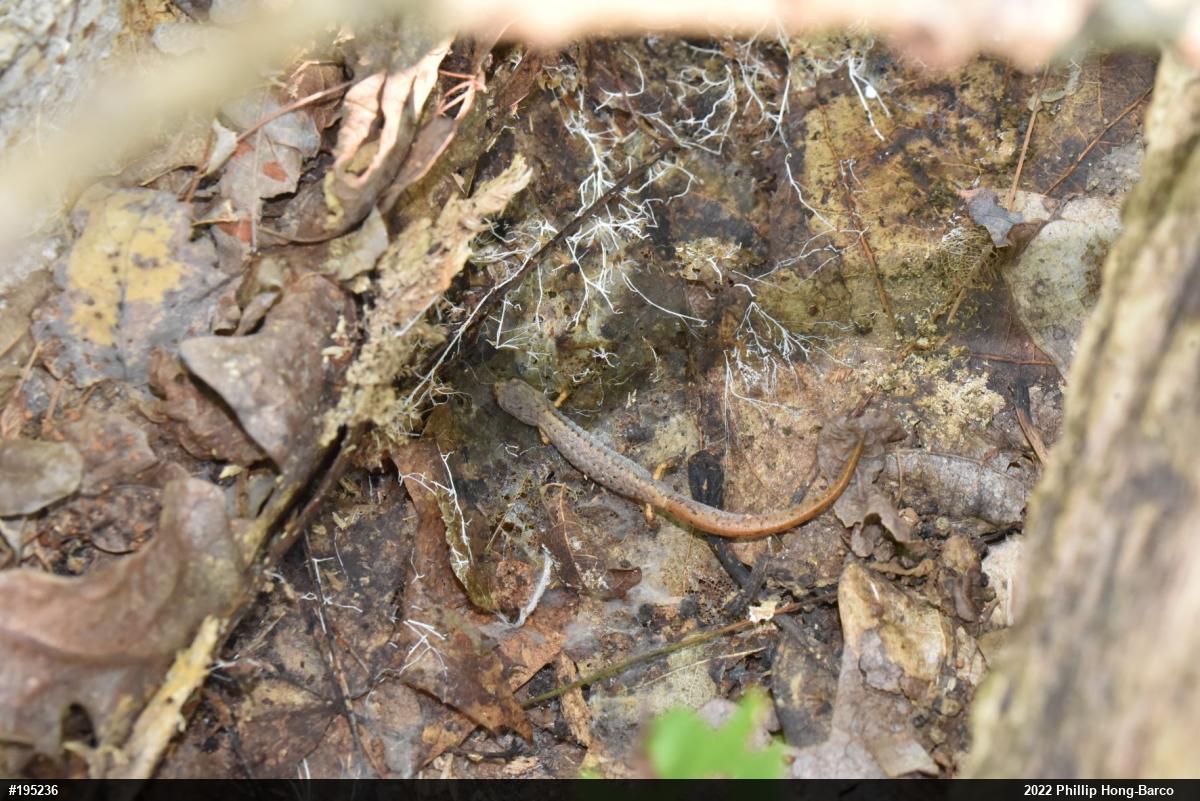Four-toed Salamander