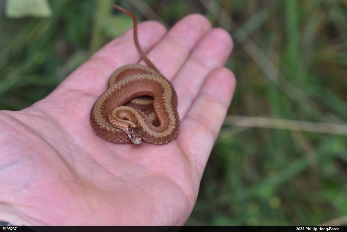 Red-bellied Snake