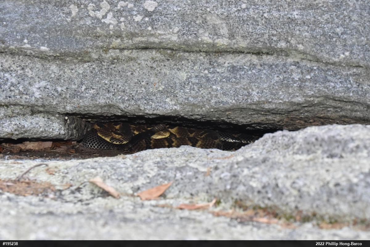 Timber Rattlesnake