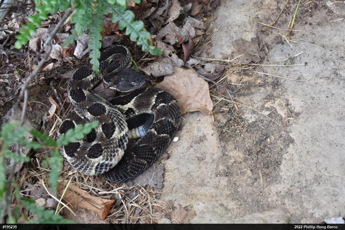 Timber Rattlesnake