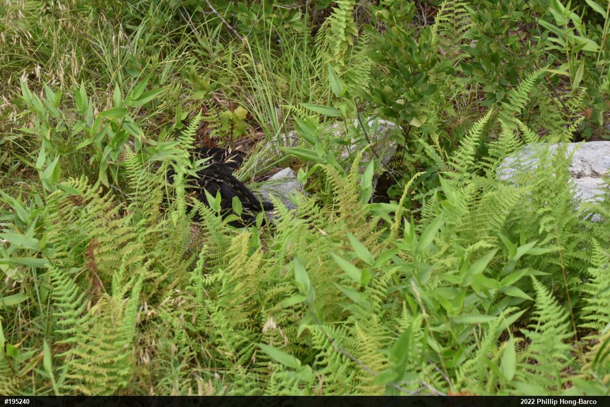 Timber Rattlesnake