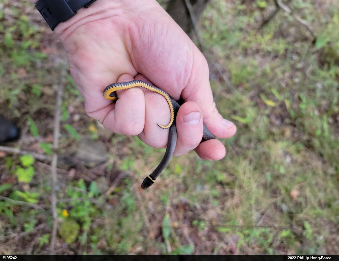 Northern Ring-necked Snake