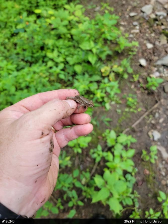 Green Frog