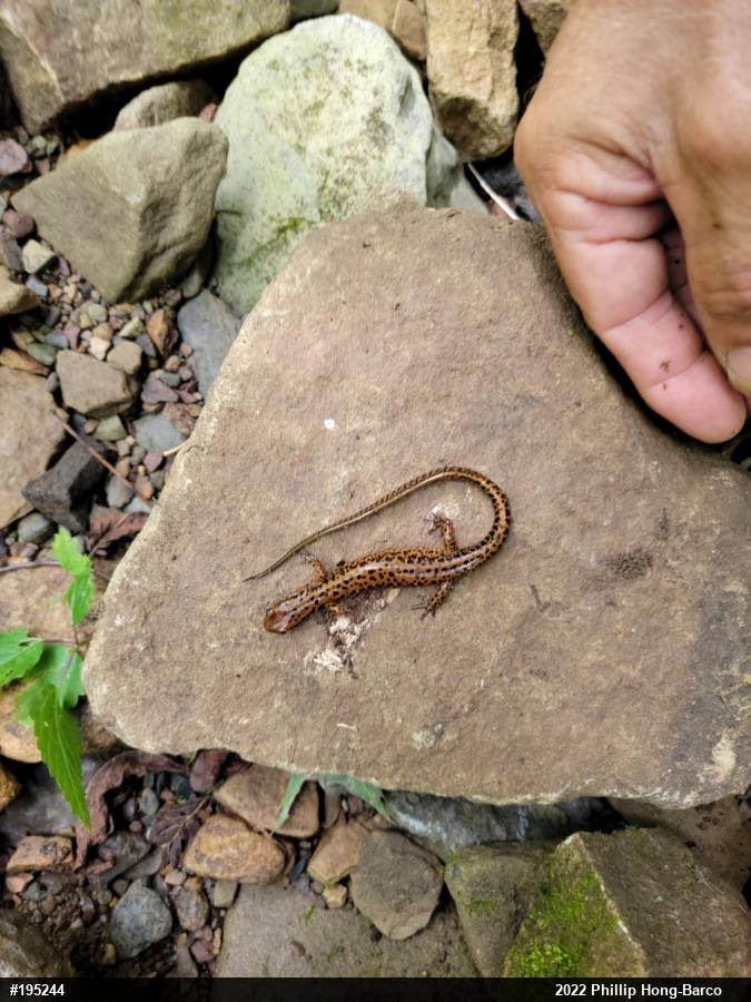 Eastern Long-tailed Salamander