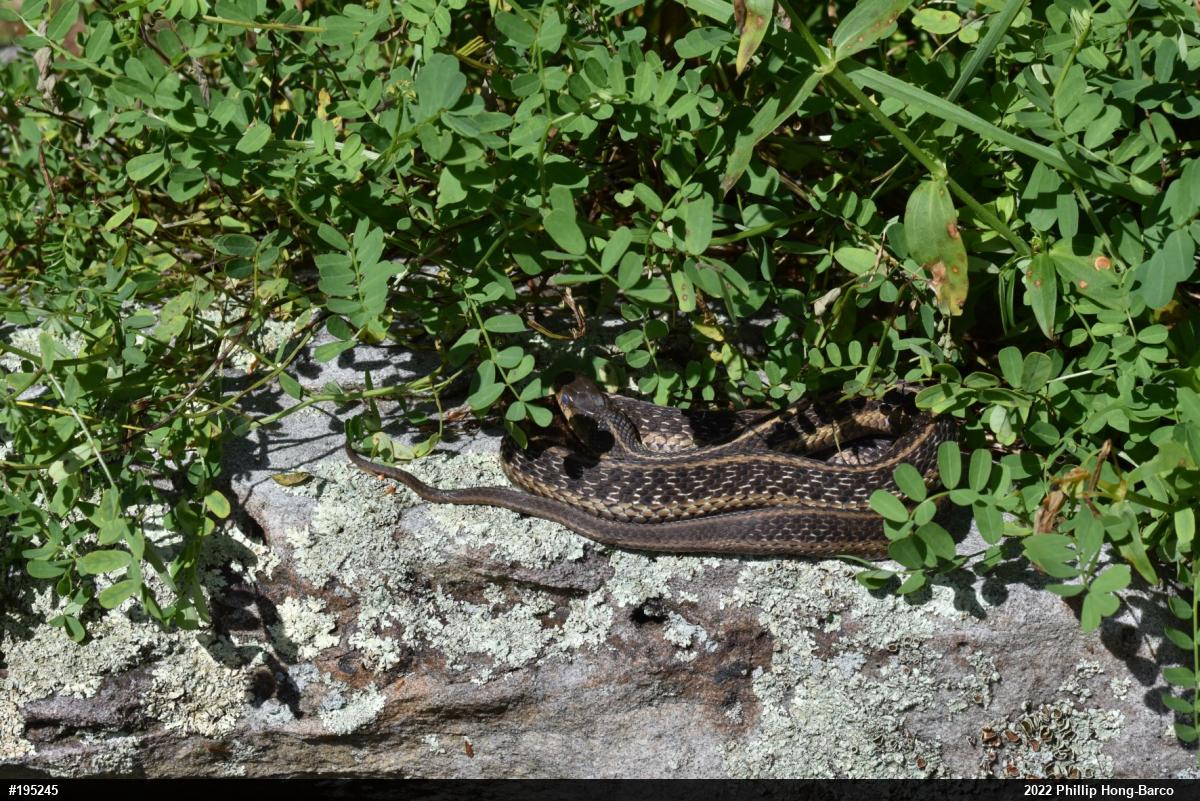 Eastern Gartersnake