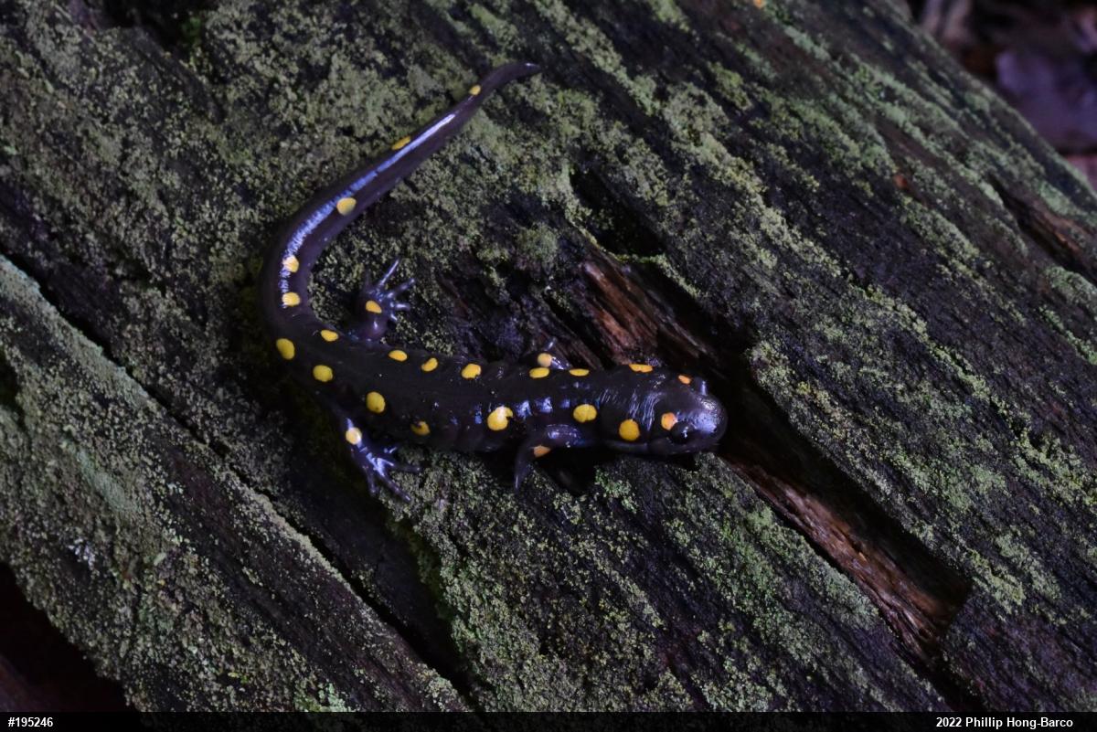 Spotted Salamander