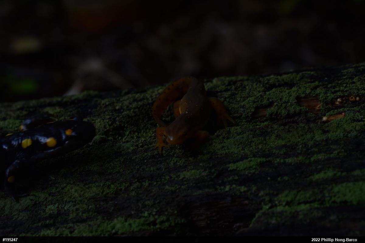 Red-spotted Newt