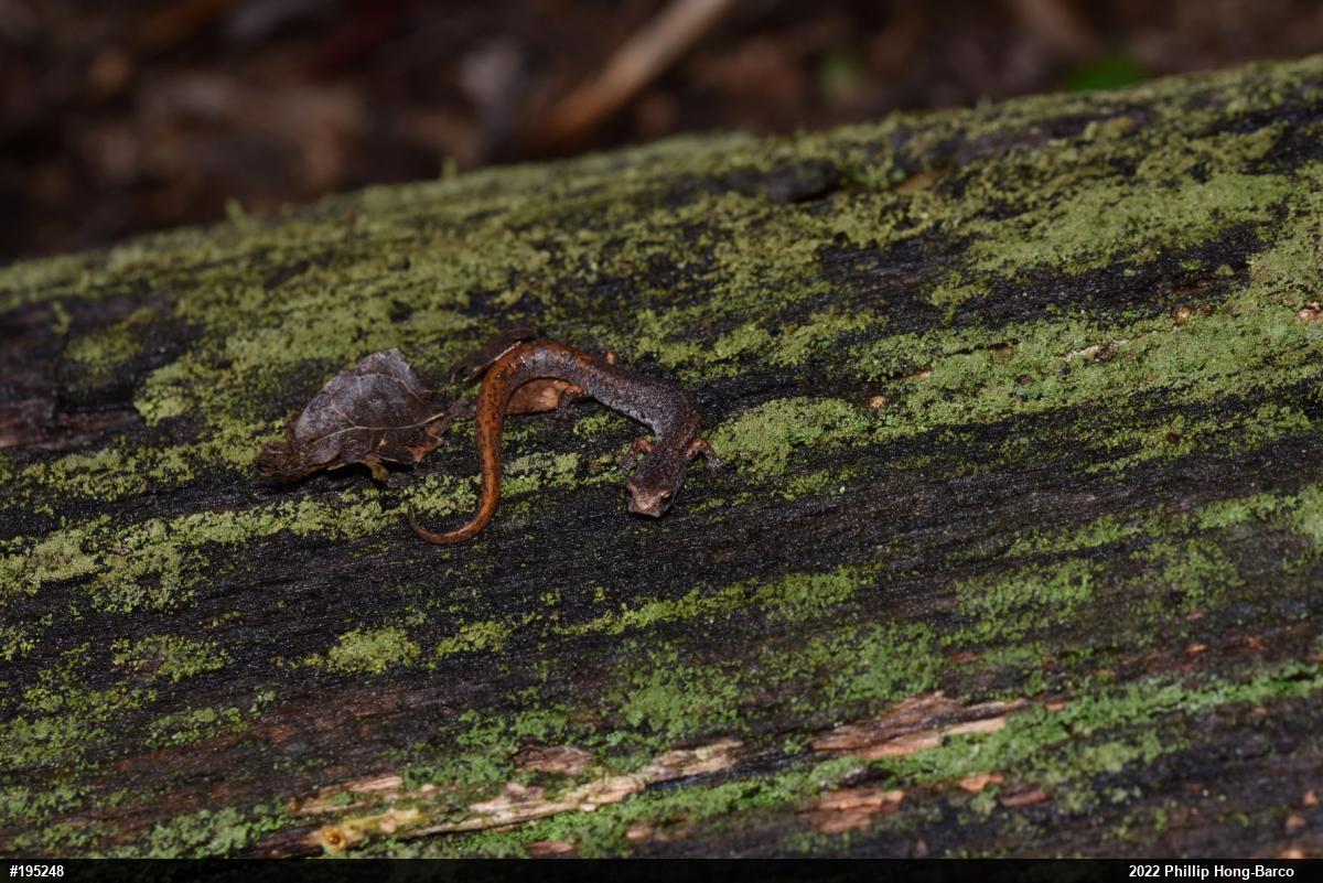 Four-toed Salamander
