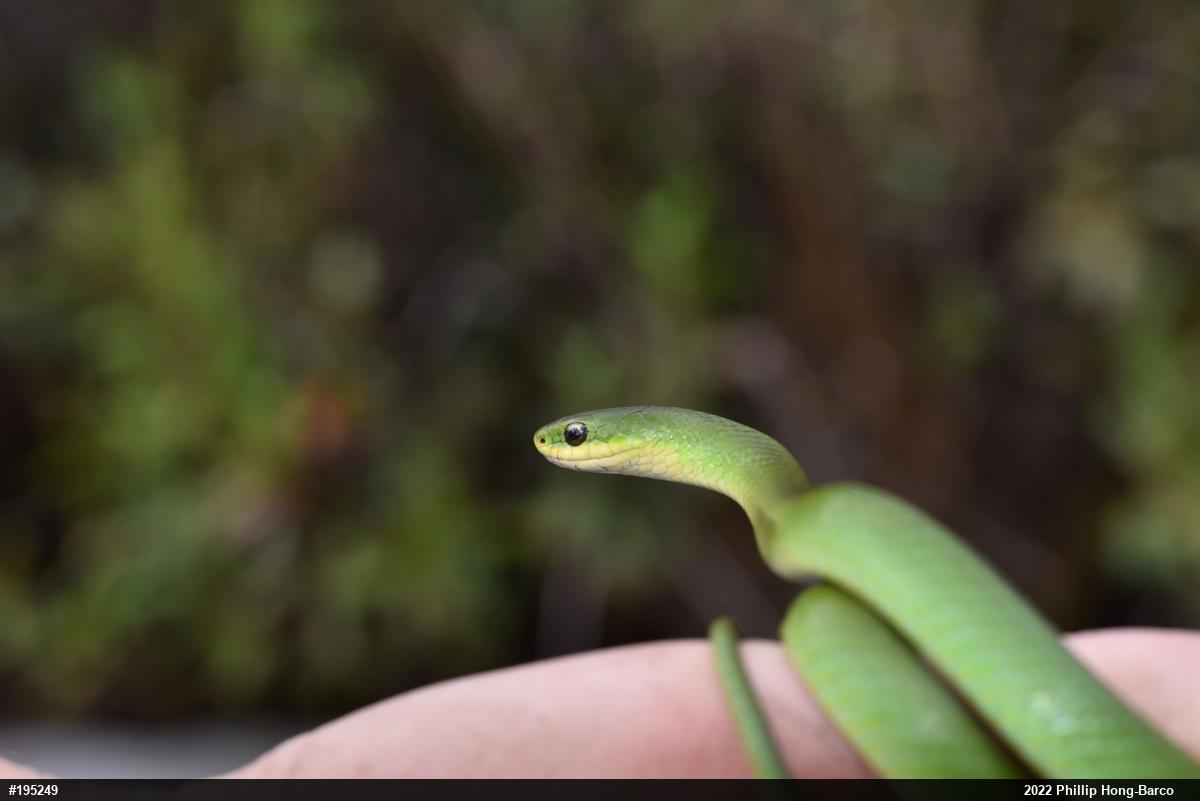 Smooth Greensnake