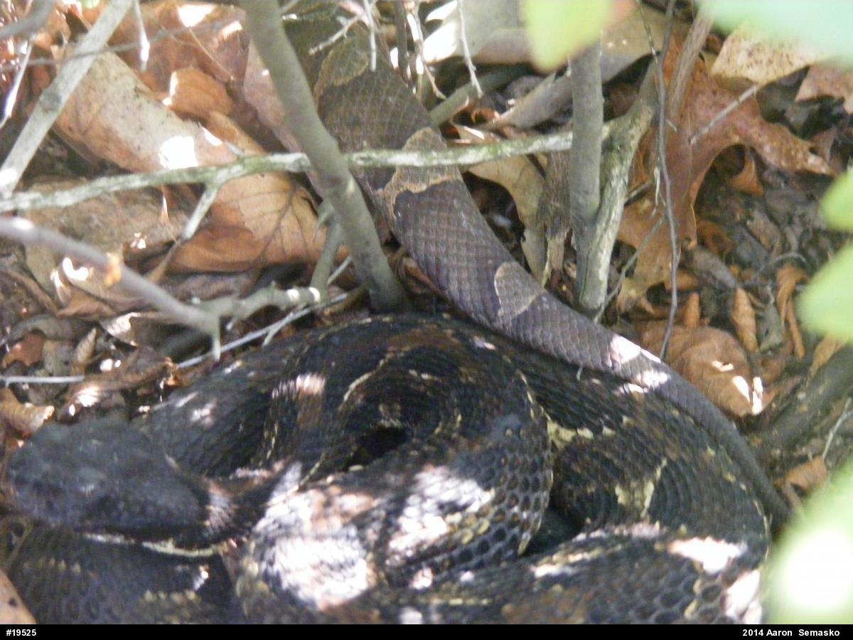 Northern Copperhead