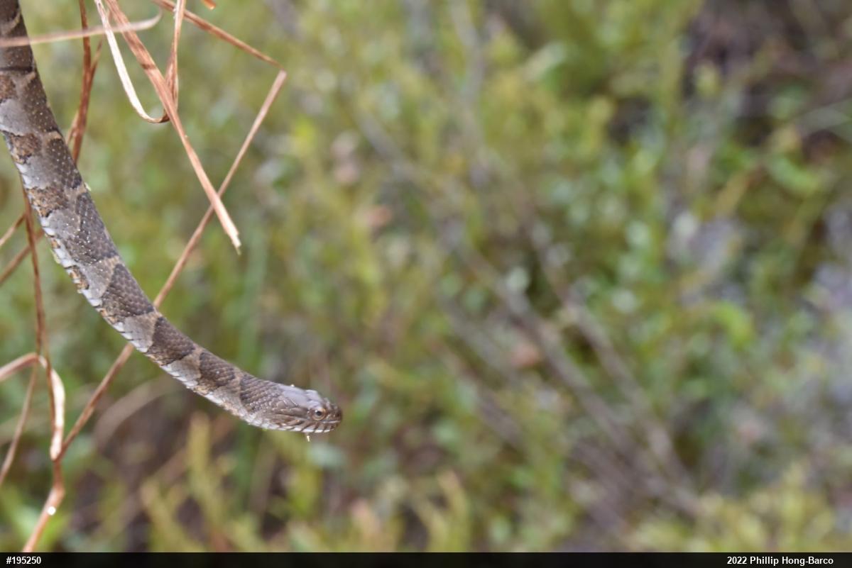 Northern Watersnake