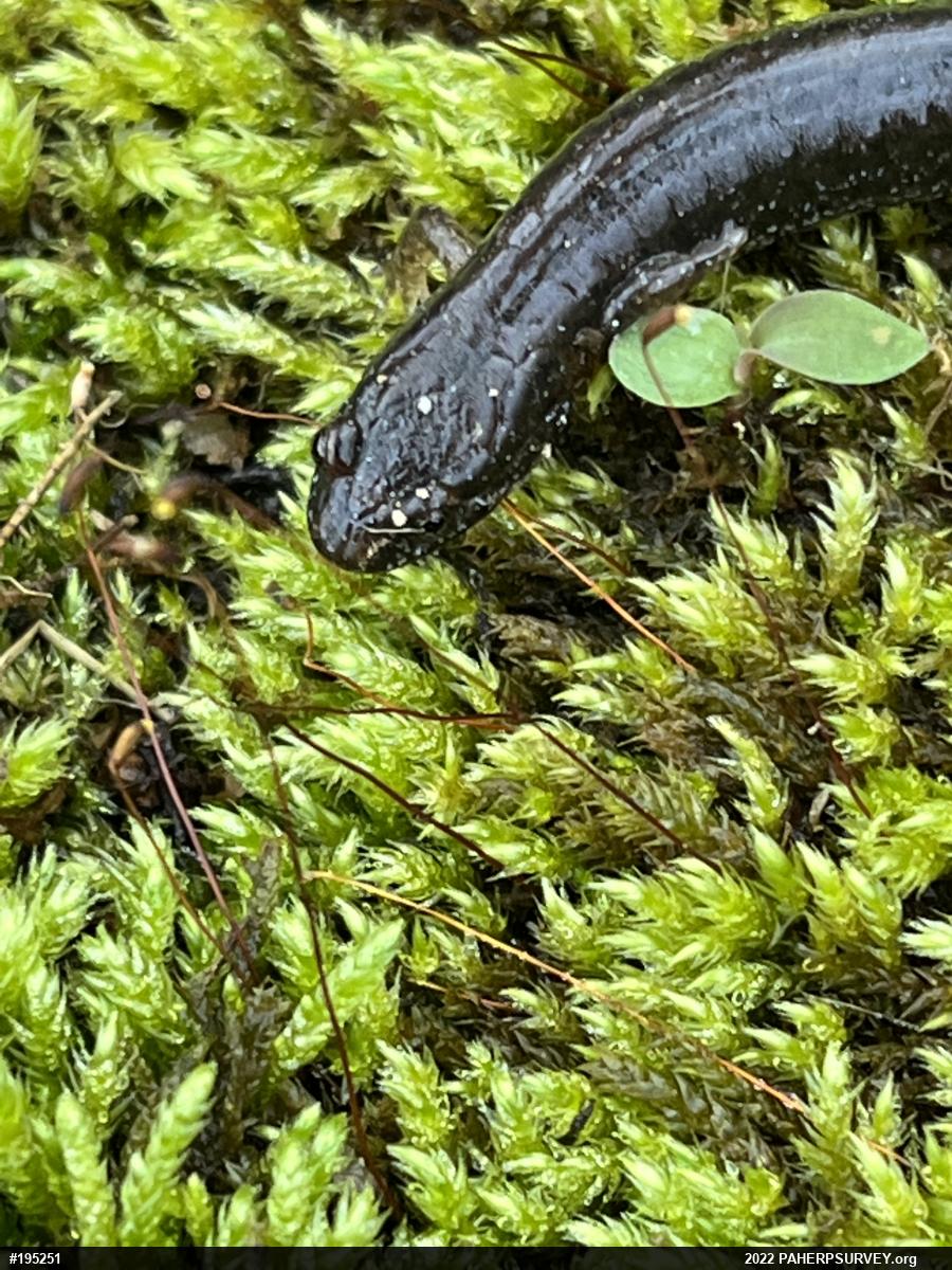 Northern Dusky Salamander