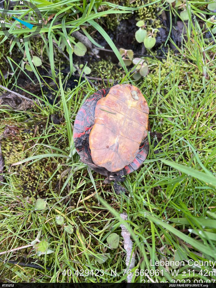 Eastern Painted Turtle