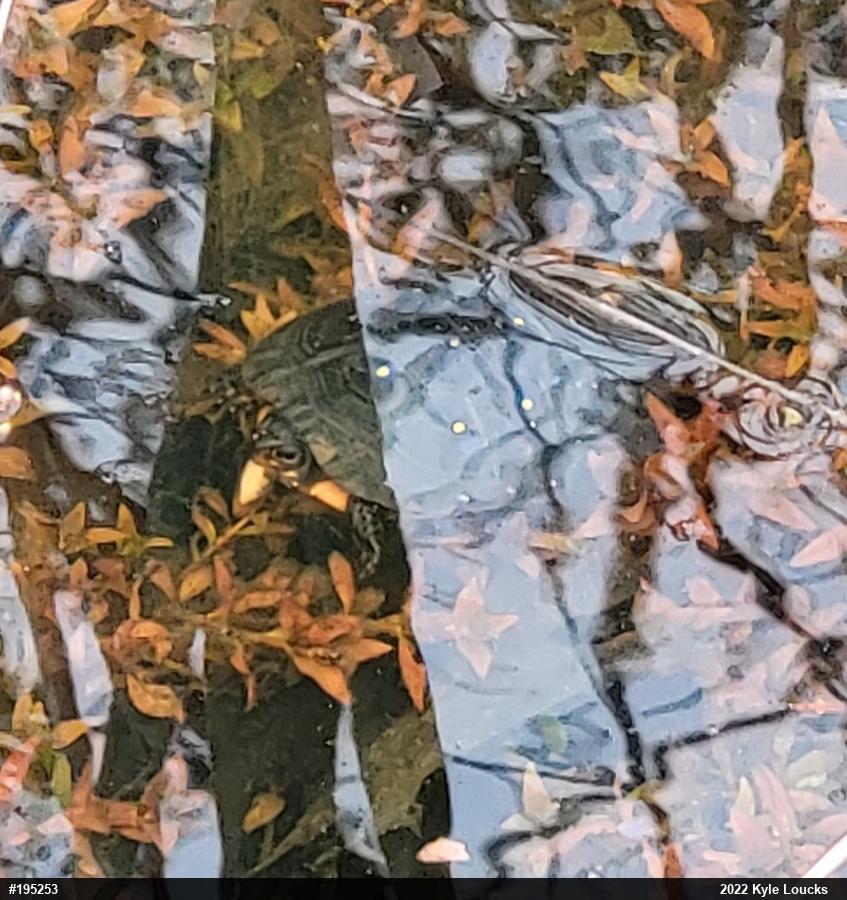 Spotted Turtle