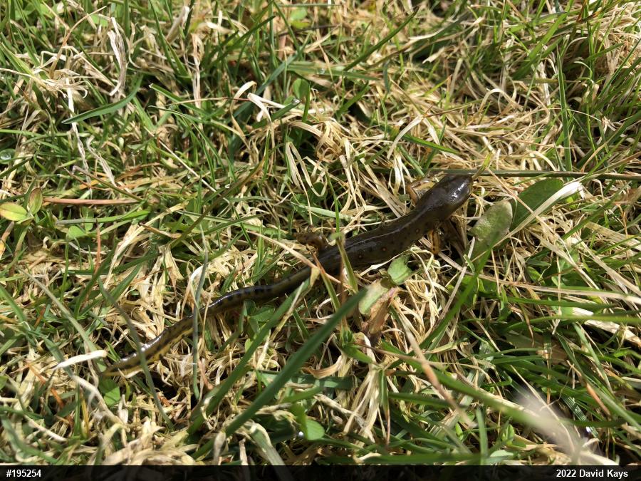 Red-spotted Newt