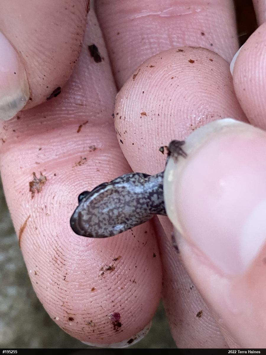 Valley And Ridge Salamander