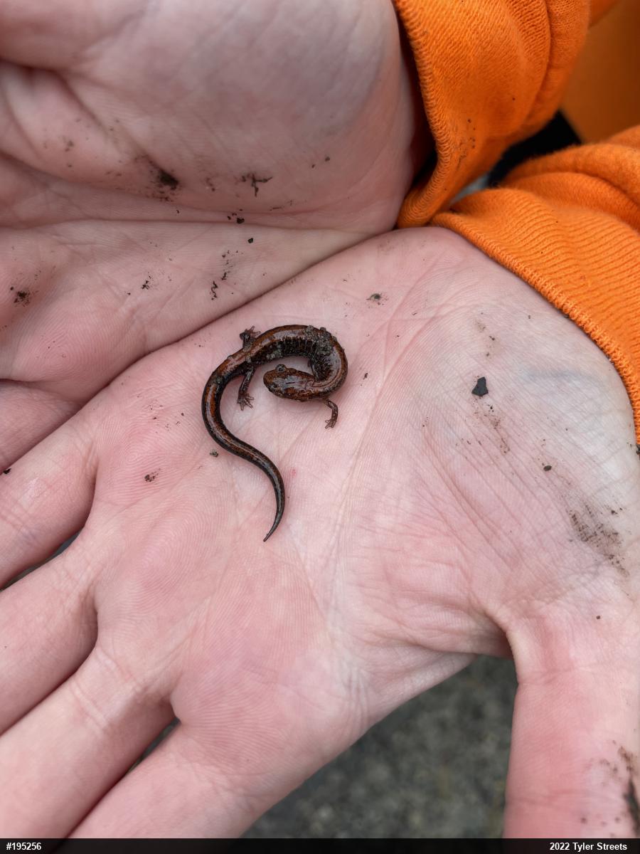 Eastern Red-backed  Salamander