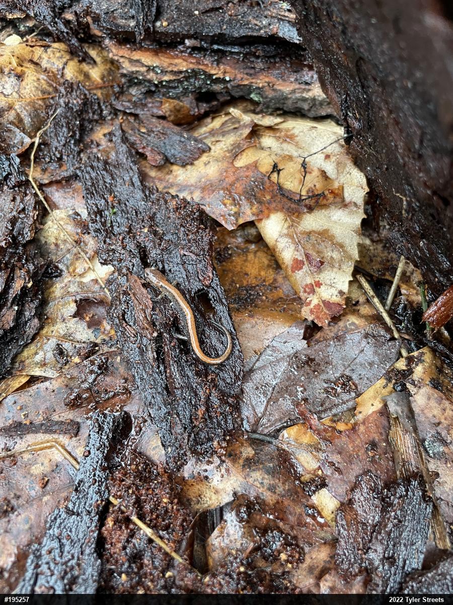 Eastern Red-backed  Salamander