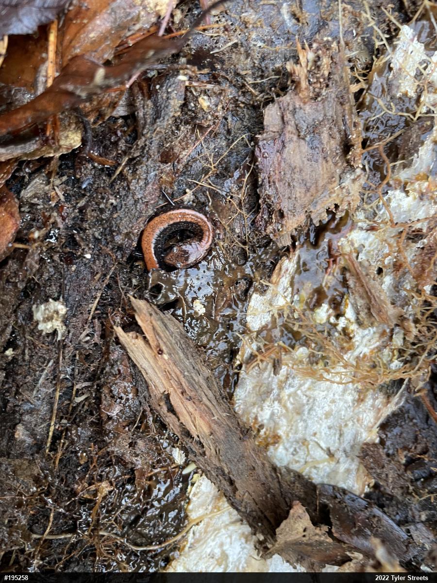 Eastern Red-backed  Salamander