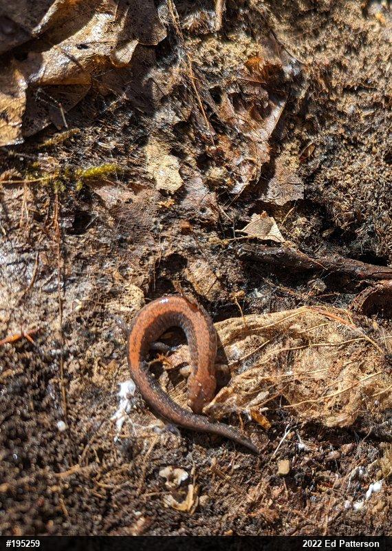 Eastern Red-backed  Salamander