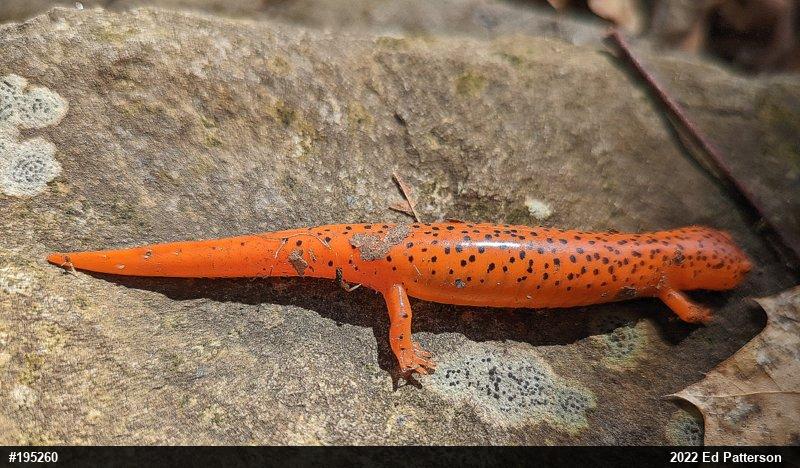 Northern Red Salamander