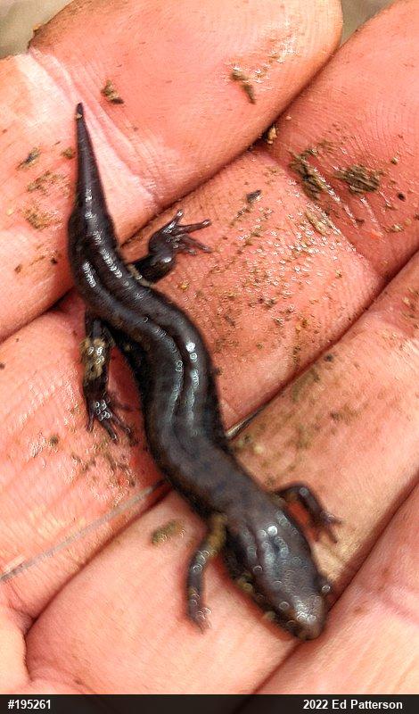 Allegheny Mountain Dusky Salamander