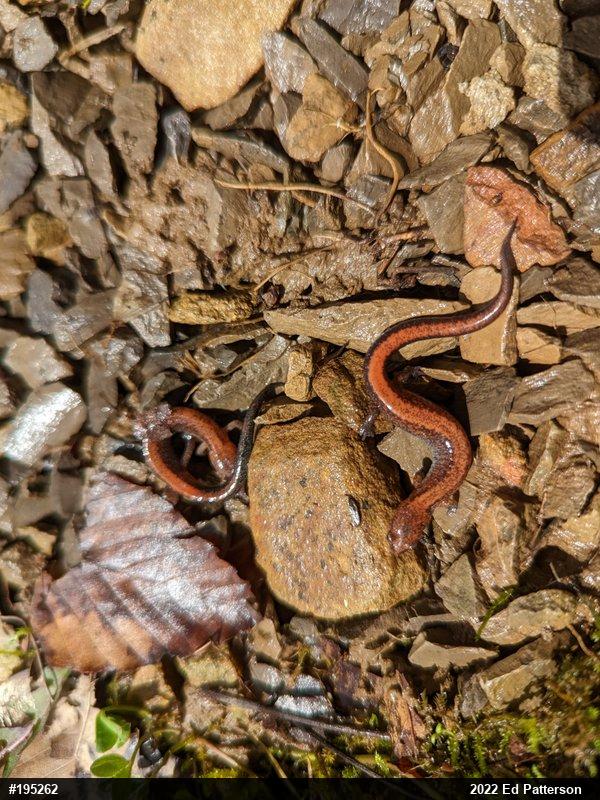 Eastern Red-backed  Salamander