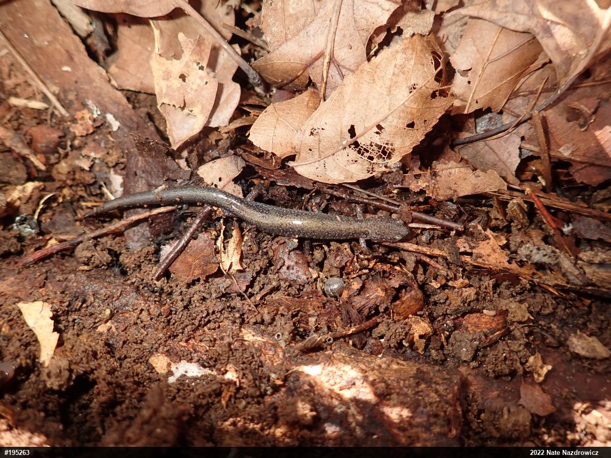 Eastern Red-backed  Salamander