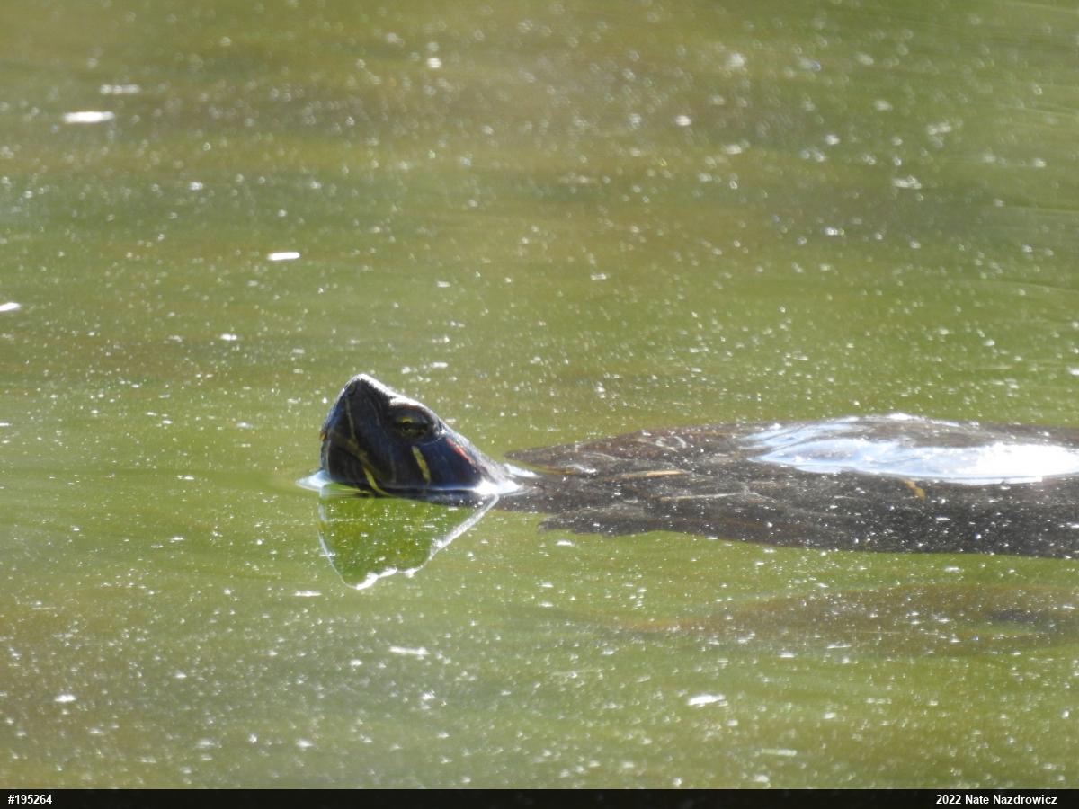 Red-eared Slider