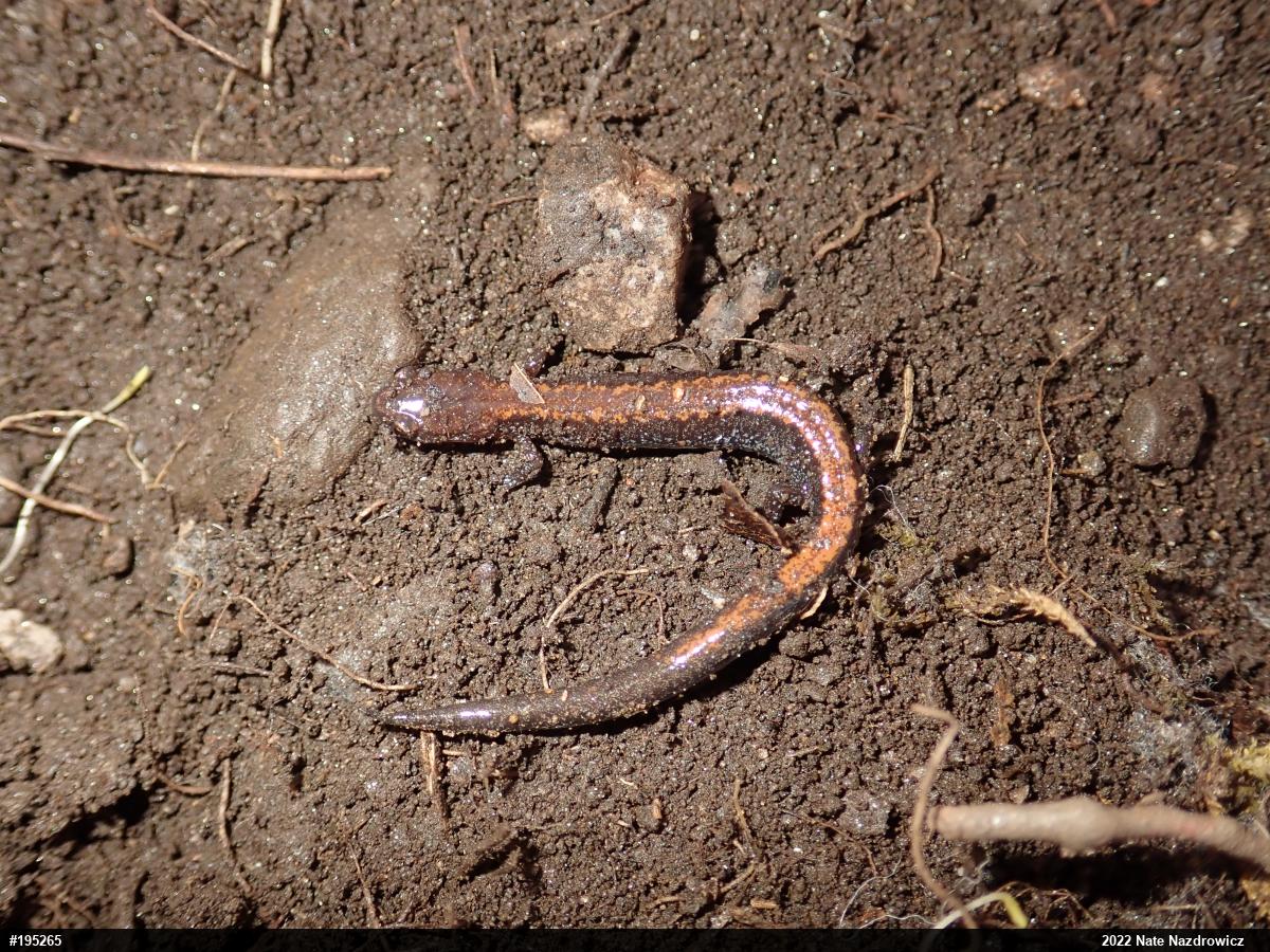 Eastern Red-backed  Salamander
