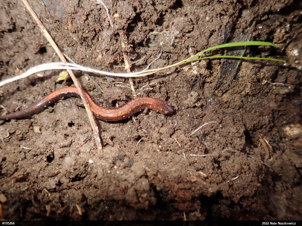 Eastern Red-backed  Salamander