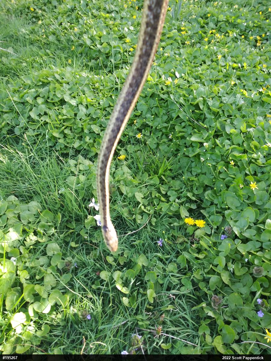 Eastern Gartersnake