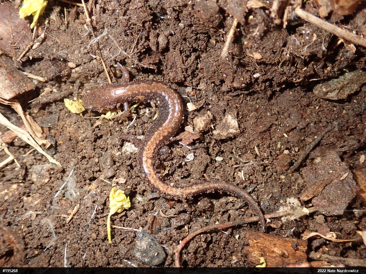 Eastern Red-backed  Salamander