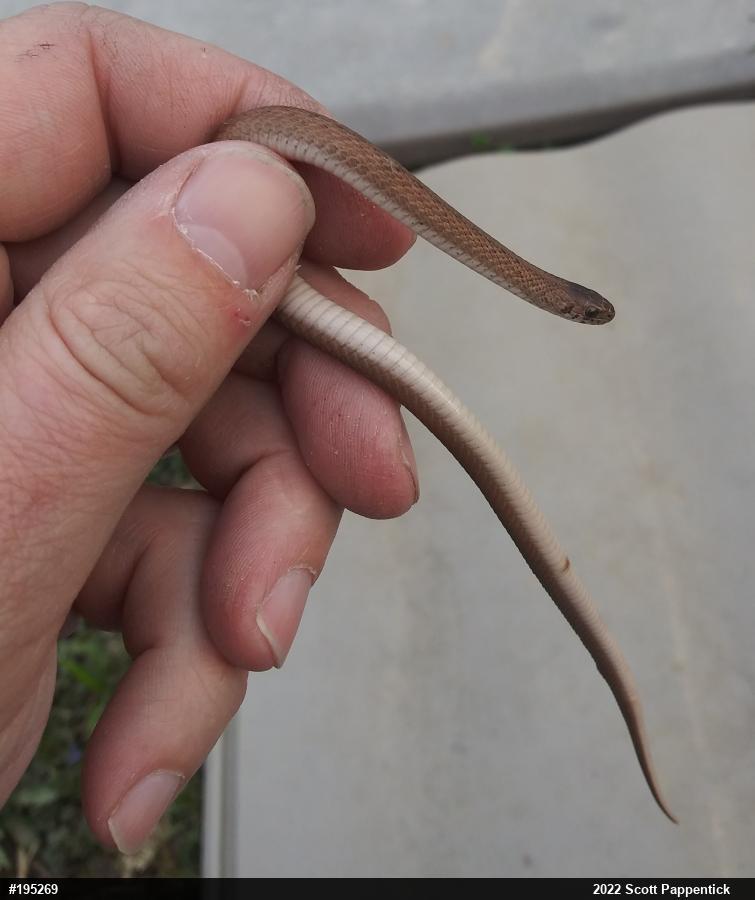 Dekay's Brownsnake