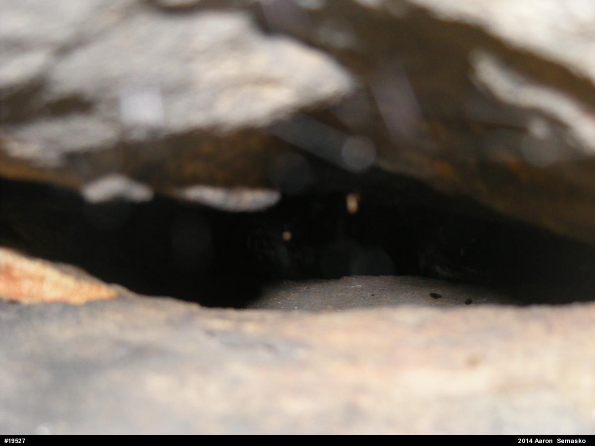Timber Rattlesnake