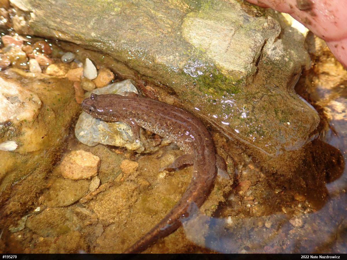 Northern Dusky Salamander