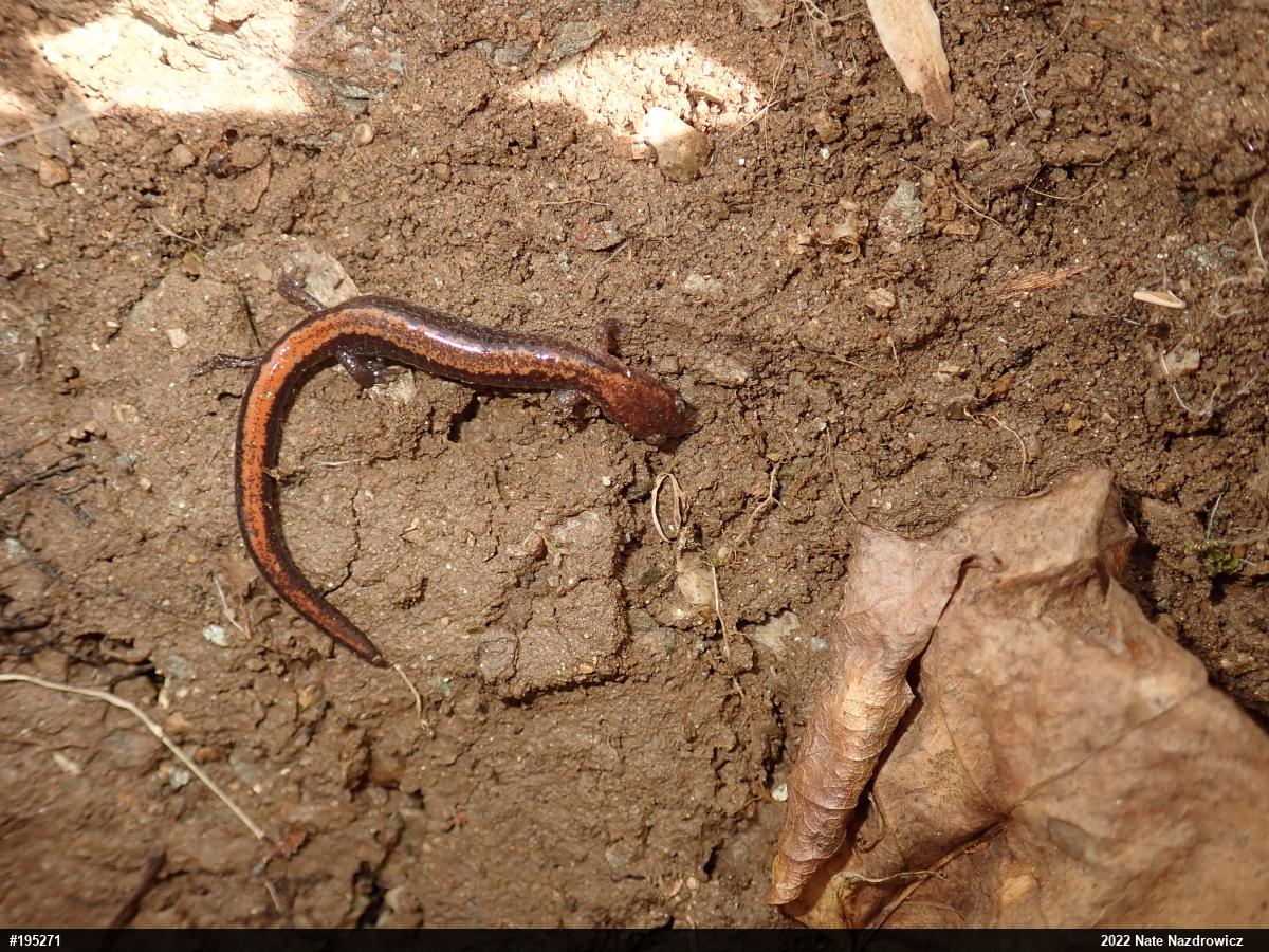 Eastern Red-backed  Salamander