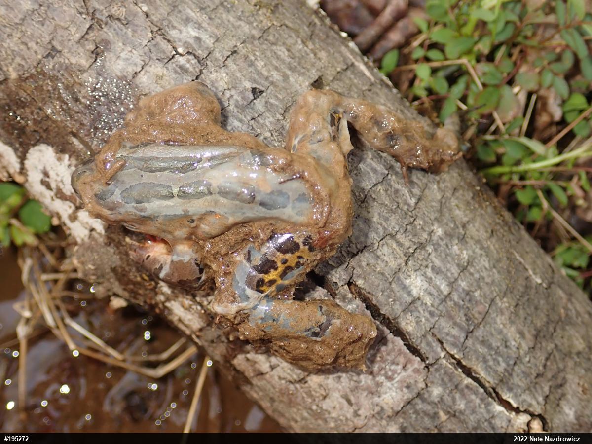 Pickerel Frog