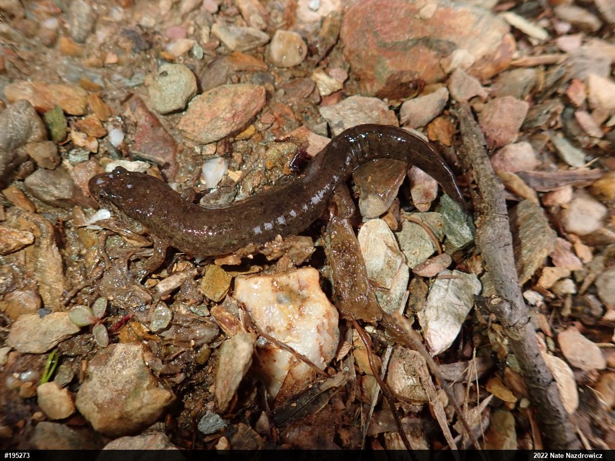 Northern Dusky Salamander