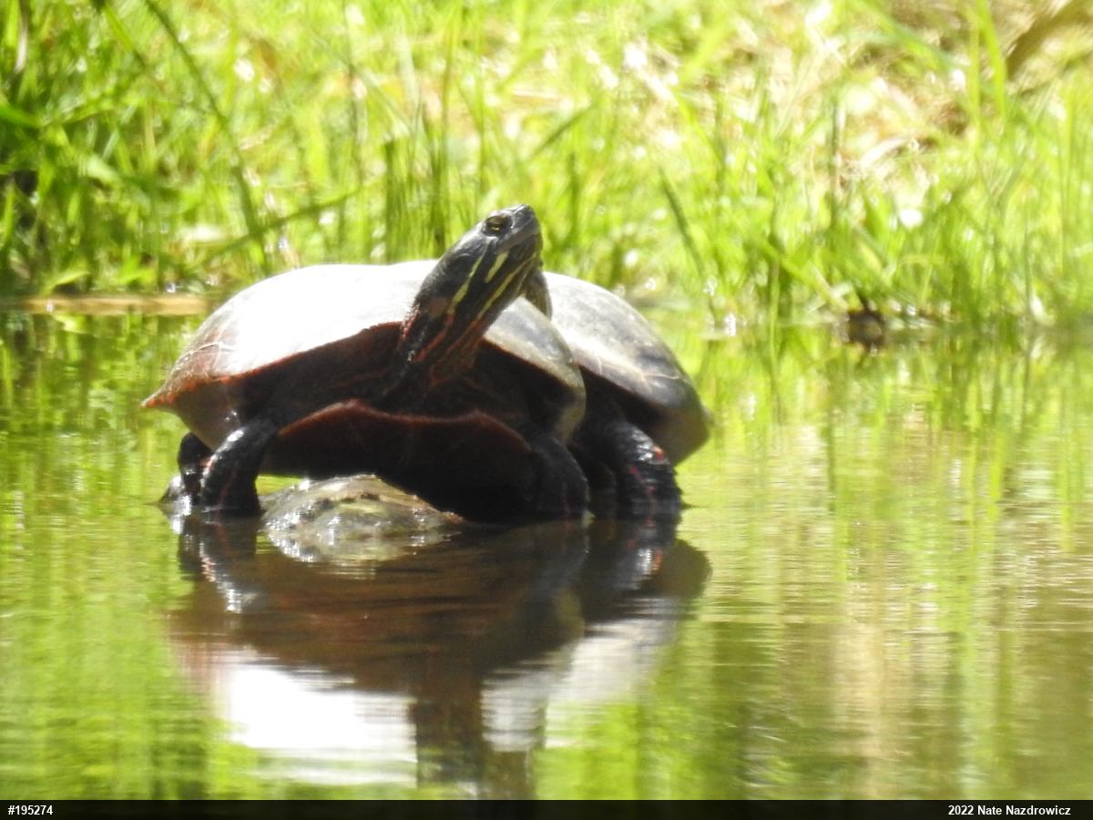Painted Turtle