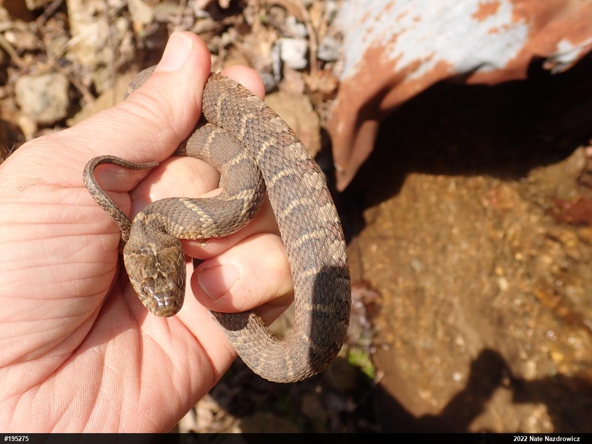 Northern Watersnake