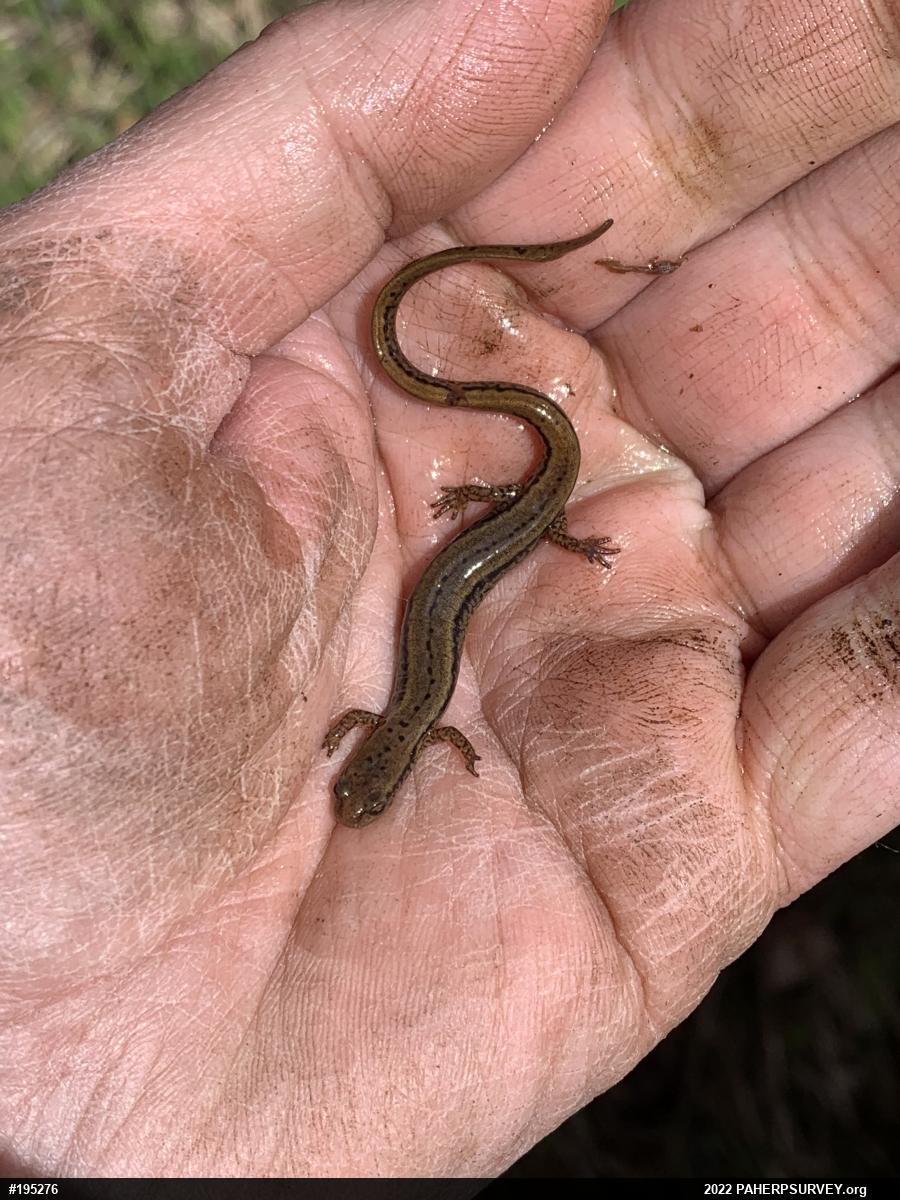 Northern Two-lined Salamander
