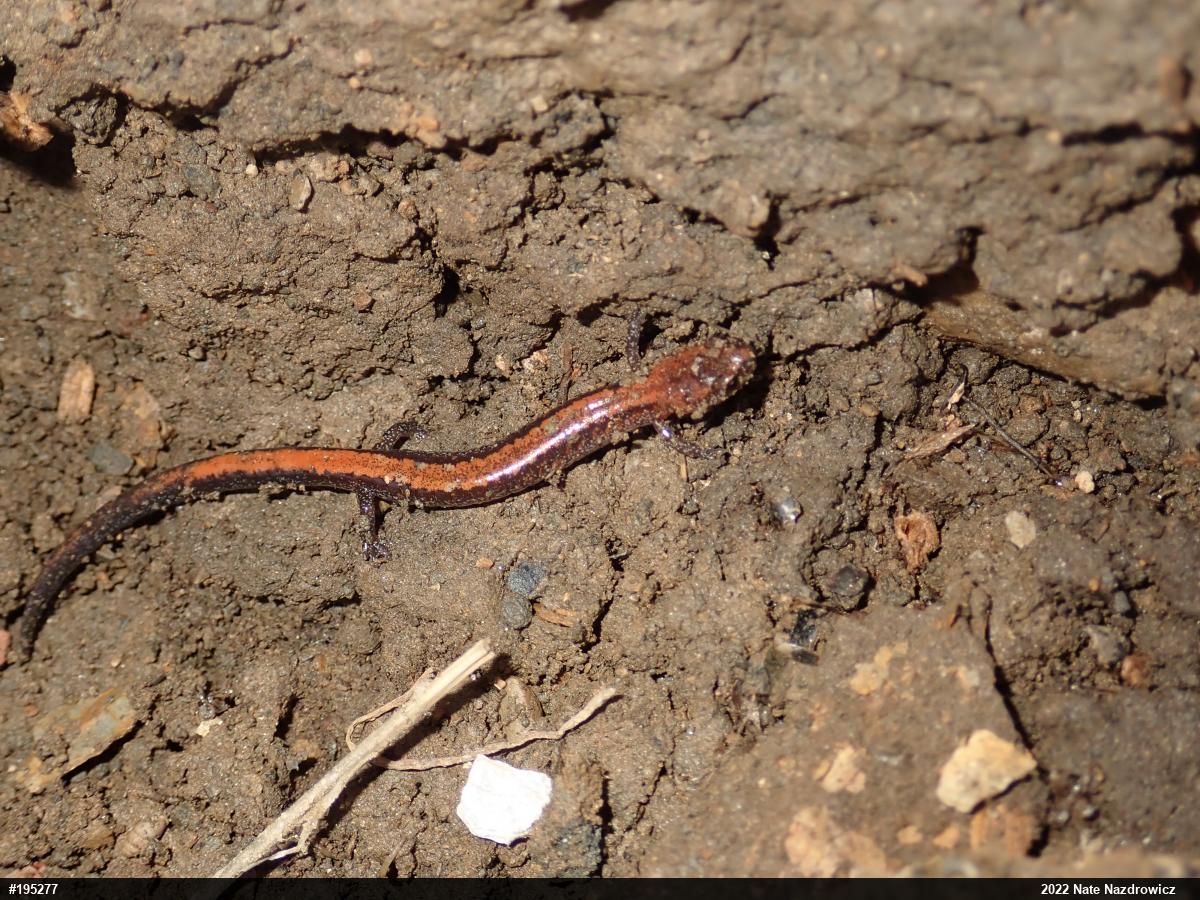 Eastern Red-backed  Salamander