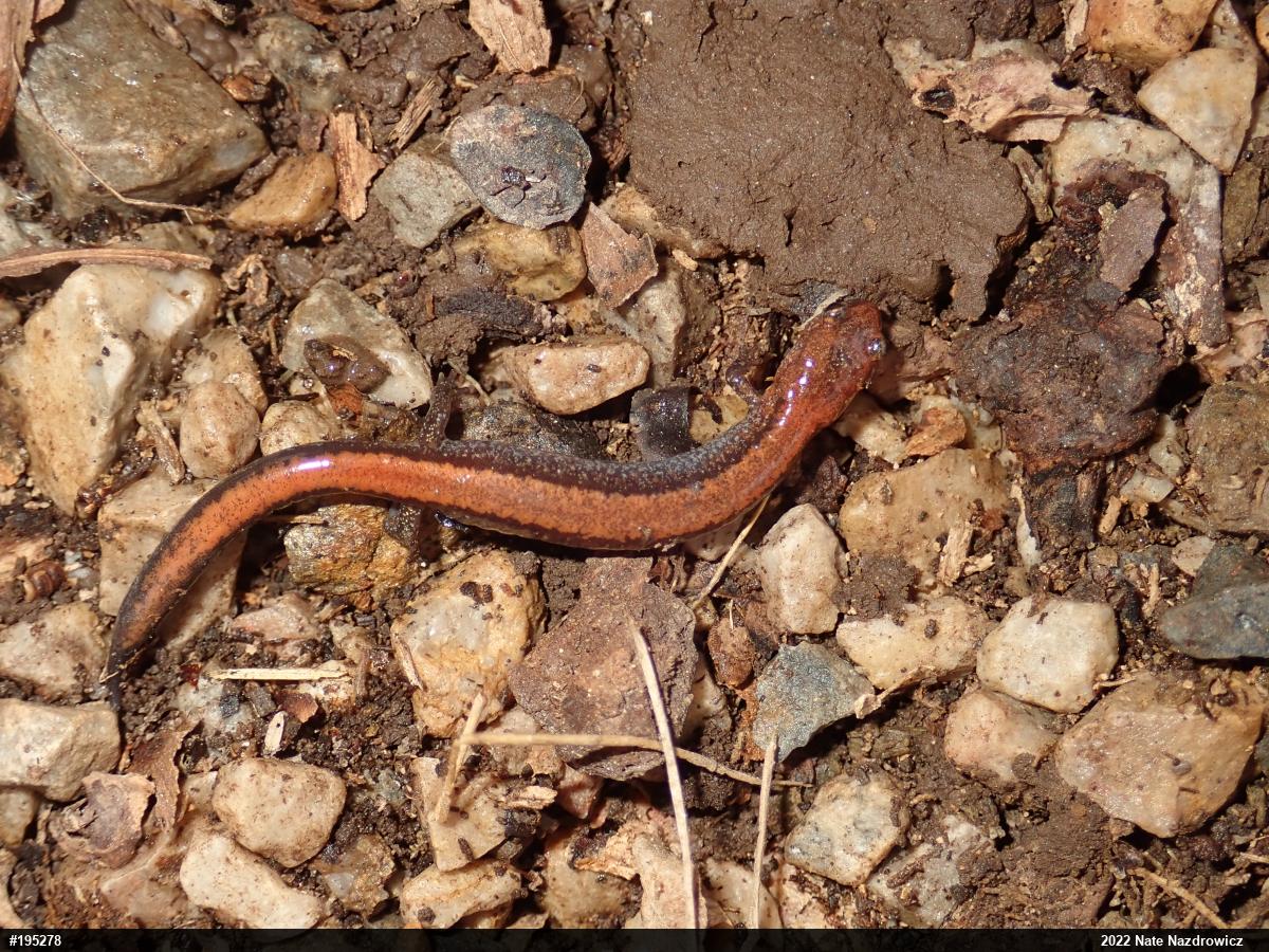 Eastern Red-backed  Salamander