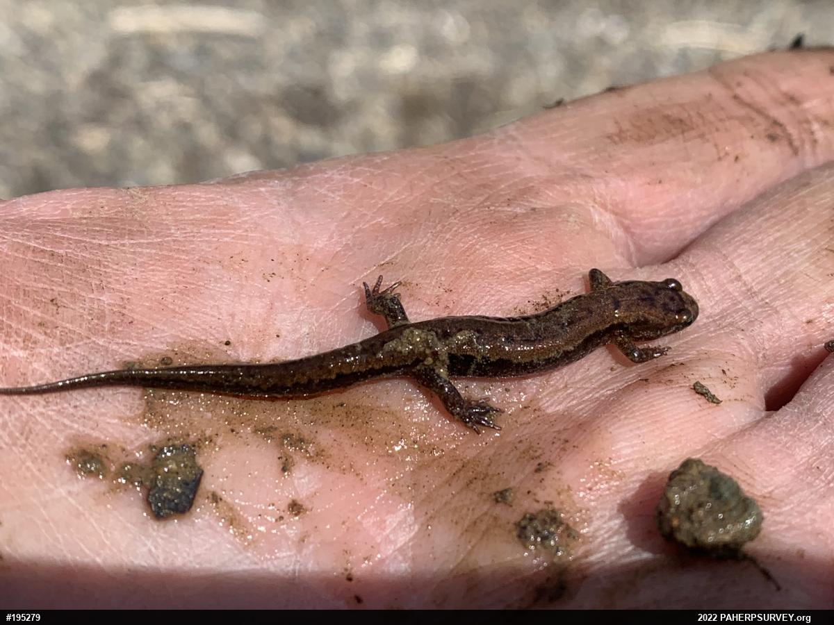 Allegheny Mountain Dusky Salamander