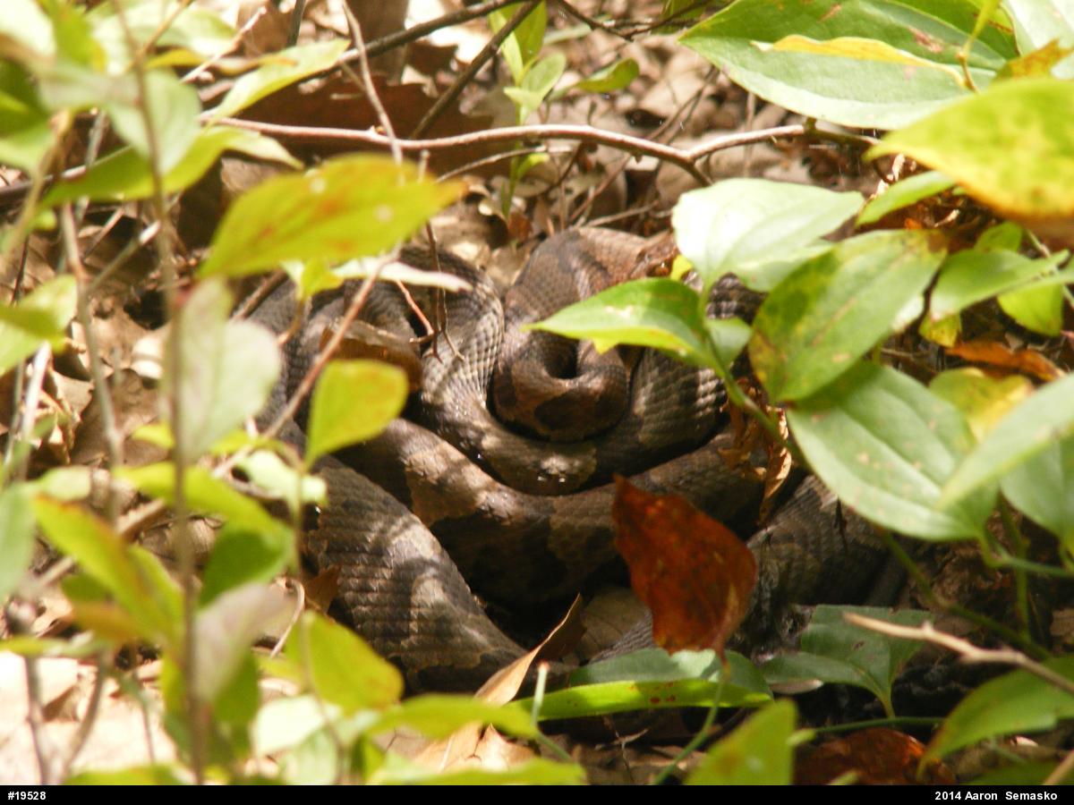 Northern Copperhead