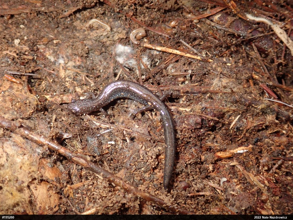 Eastern Red-backed  Salamander