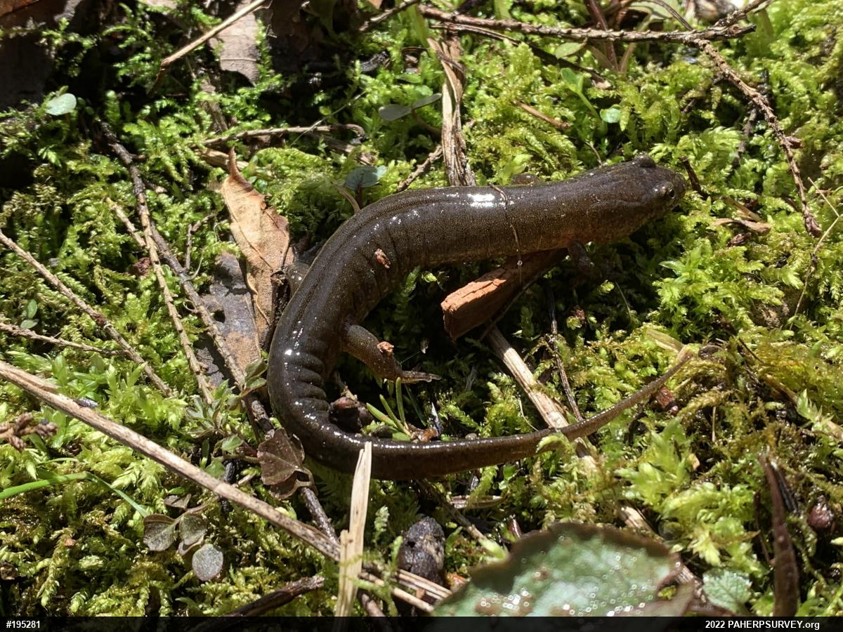 Northern Dusky Salamander